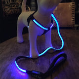 Safety Pet Leash With LED By Project Pet Lovers Club