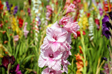 100 Seeds Per Pack - Gladiolus Flower
