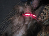 Safety Glowing Pet Collar With LED By Project Pet Lovers Club