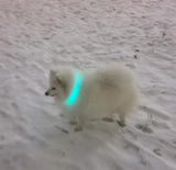 Safety Glowing Pet Collar With LED By Project Pet Lovers Club