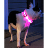 Safety Pet Collar With LED And Printed Design By Project Pet Lovers Club