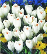 20 Seeds Per Pack - Saffron Crocus Seeds