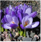 20 Seeds Per Pack - Saffron Crocus Seeds