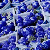 40 Seeds Per Pack - Blue Strawberry