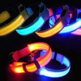 Buy 1 Get 1! - Safety Glowing Dog Collars and Leashes By Pet Lovers Club