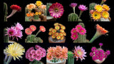 40 Seeds Per Pack -  Echinopsis cacti