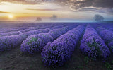 200 Seeds Per Pack - French Provence Lavender
