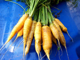 500 Seeds Per Pack Carrot Seeds - 9 Colors Available