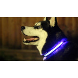 Safety Glowing Pet Collar With LED By Project Pet Lovers Club