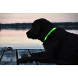 Safety Pet Collar With LED And Printed Design By Project Pet Lovers Club