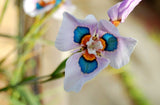 40 Seeds Per Pack - Moraea iridioides Flower