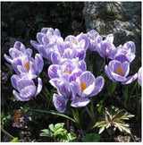 20 Seeds Per Pack - Saffron Crocus Seeds