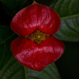 40 Seeds Per pack - Psychotria Elata / "Hooker's Lips"