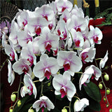 40 Seeds Per Pack - Butterfly Orchid Bonsai Flowers