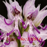 40 Seeds Per Pack - Butterfly Orchid Bonsai Flowers