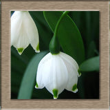 40 Seeds per Pack - Lily of the Valley
