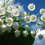 40 Seeds per Pack - Lily of the Valley