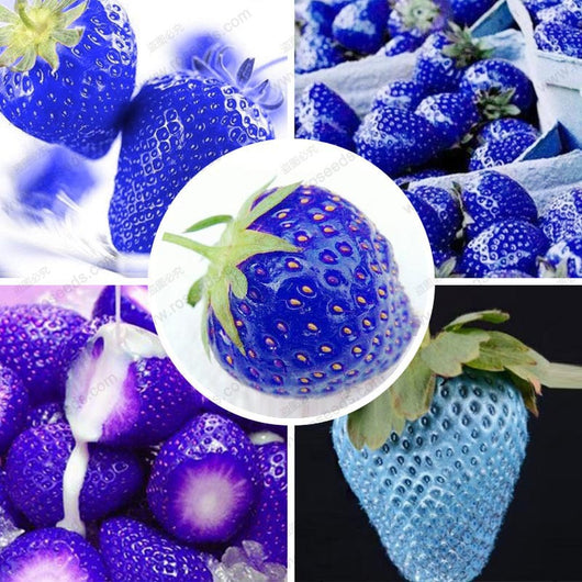 40 Seeds Per Pack - Blue Strawberry