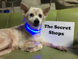 Safety Glowing Pet Collar With LED By Project Pet Lovers Club